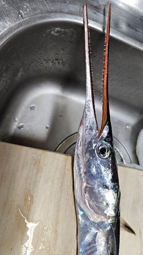 ダツの釣果