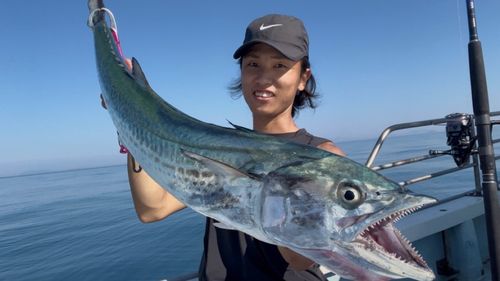 サワラの釣果