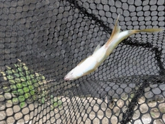 オイカワの釣果