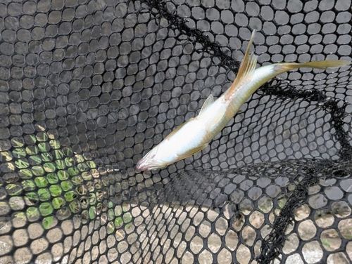 オイカワの釣果