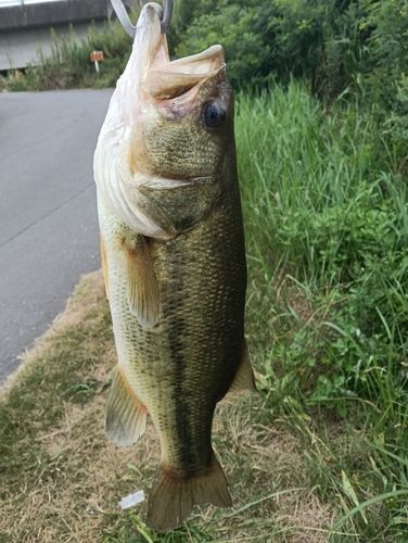 前川（北浦）で釣れたブラックバスの釣り・釣果情報 - アングラーズ