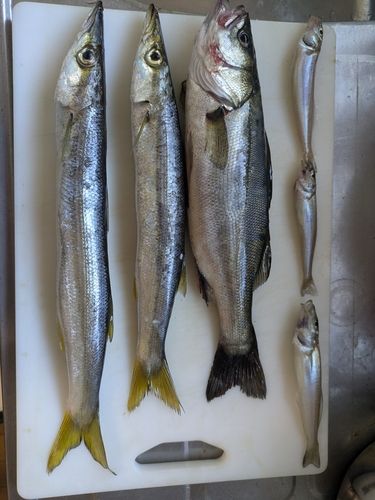 アカカマスの釣果