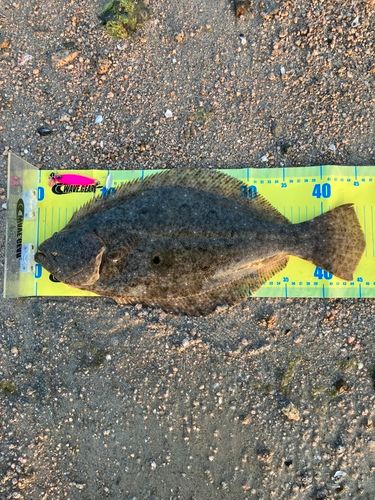 ヒラメの釣果