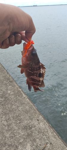 釣果