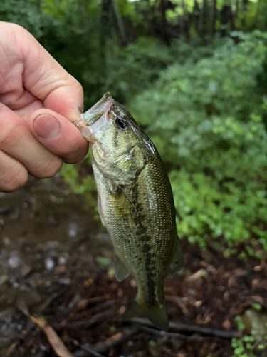 ラージマウスバスの釣果