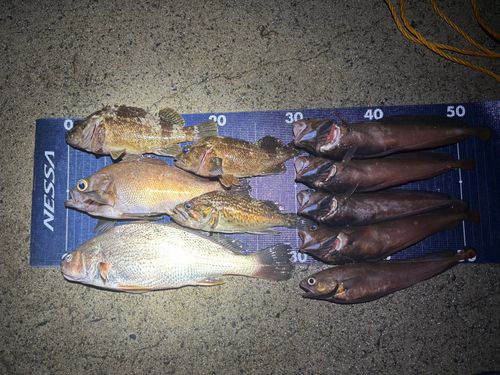 メバルの釣果