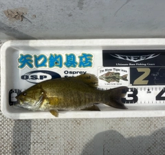 スモールマウスバスの釣果