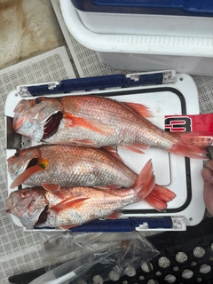 アカムツの釣果