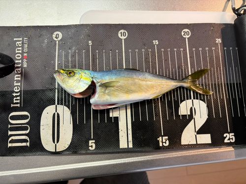 ワカシの釣果