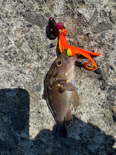 ガヤの釣果