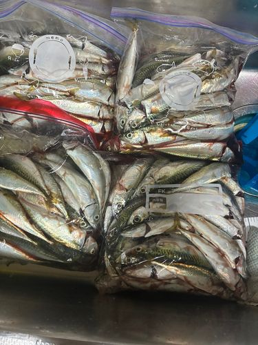 サバの釣果