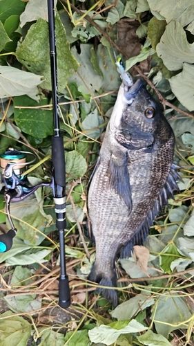 クロダイの釣果