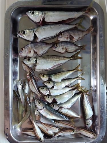 サバの釣果