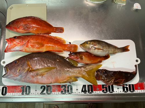 シブダイの釣果