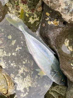コゾクラの釣果
