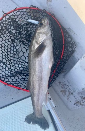 スズキの釣果