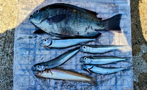 メジナの釣果