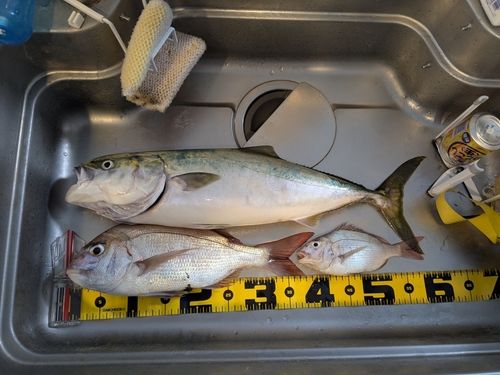 メジロの釣果