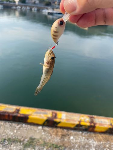 ハゼの釣果