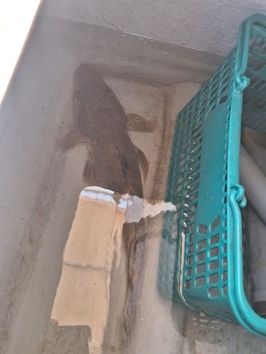 イネゴチの釣果