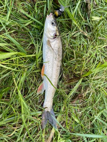 ウグイの釣果