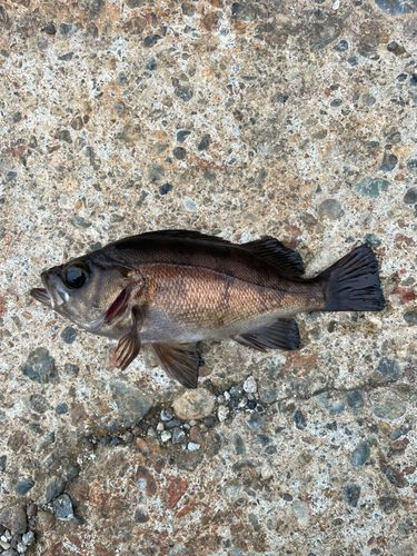 メバルの釣果