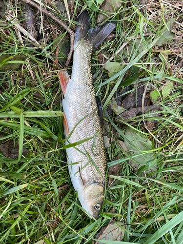 ウグイの釣果