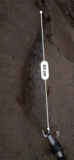 マゴチの釣果
