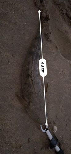 マゴチの釣果