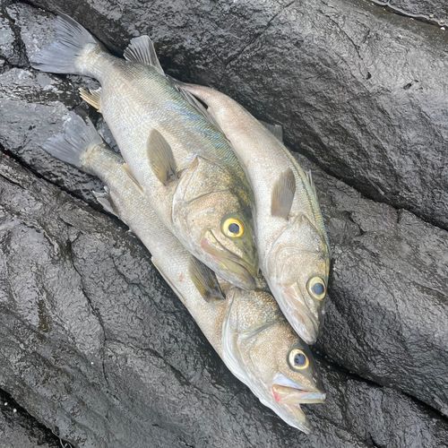 シーバスの釣果