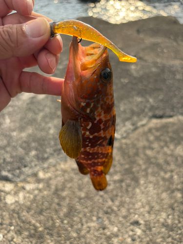 キジハタの釣果
