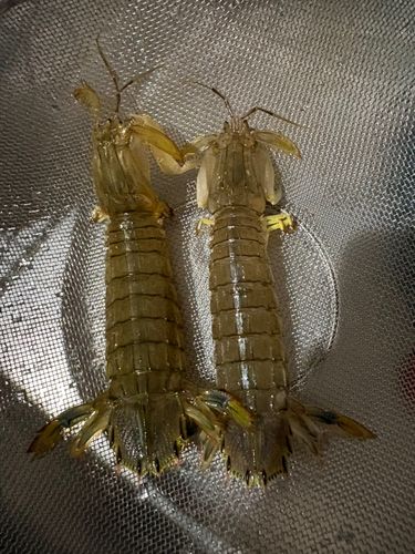 シャコの釣果