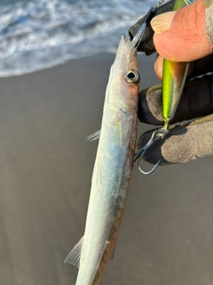 カマスの釣果