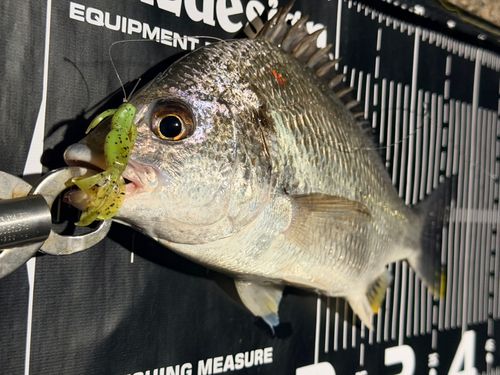 キビレの釣果