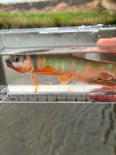 オイカワの釣果