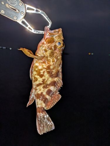 カサゴの釣果