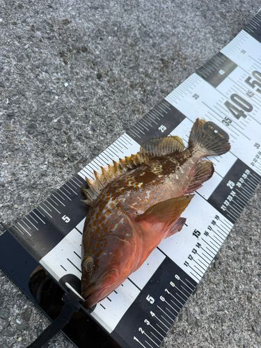 タコの釣果