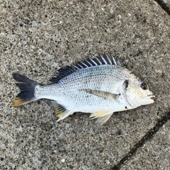 キビレの釣果
