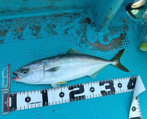 イナダの釣果