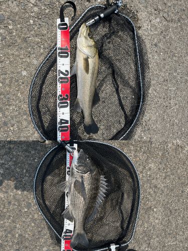 シーバスの釣果