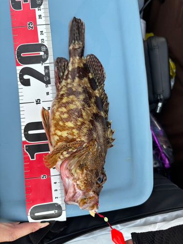 ガシラの釣果