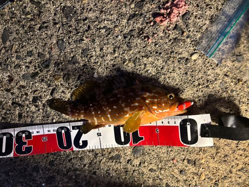 アコウの釣果