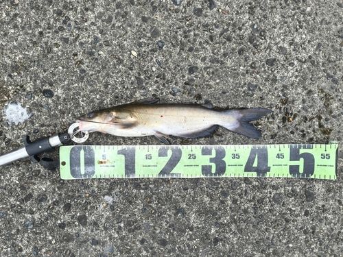 アメリカナマズの釣果