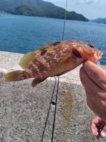 アコウの釣果