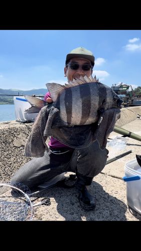 イシダイの釣果