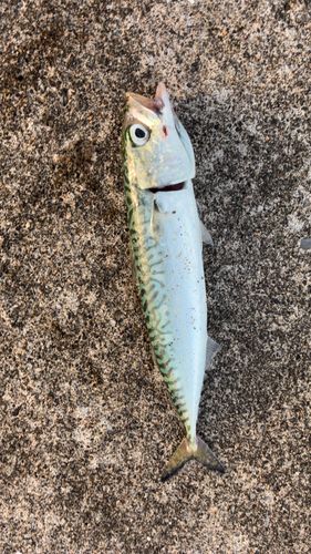 サバの釣果