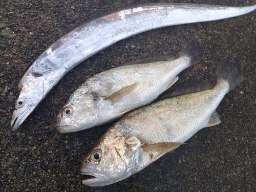タチウオの釣果