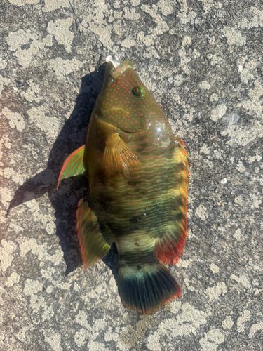 ベラの釣果