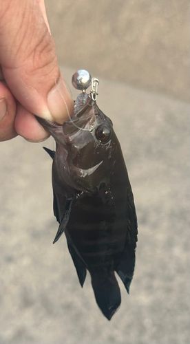ヤミハタの釣果
