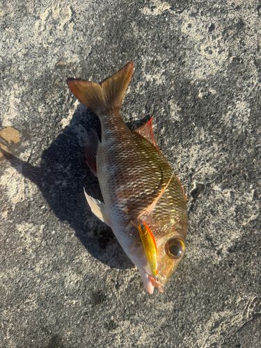 クチナジの釣果